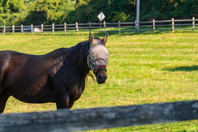 You'll see plenty of horses as you drive through Edgmont on the local farms.