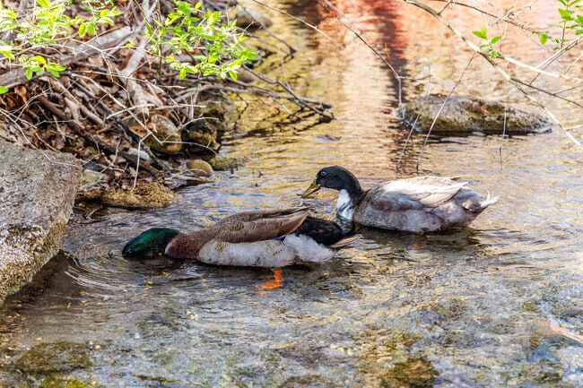 Ducks foraging for food in the creek is a frequent sighting at Rand Tract Park in Nedrow.