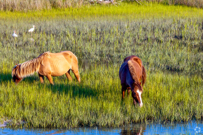 You can take a ferry to Shackleford Banks to see the wild horses.