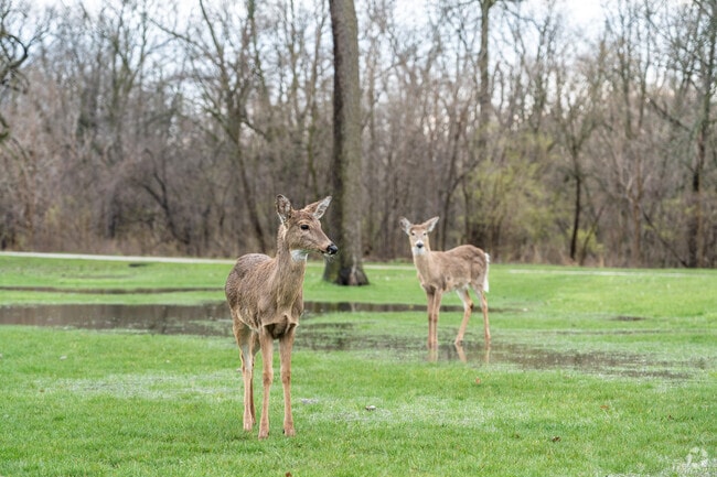 Wildlife and especially deer can be found in Linne Woods Forest Preserve park in Morton Grove.