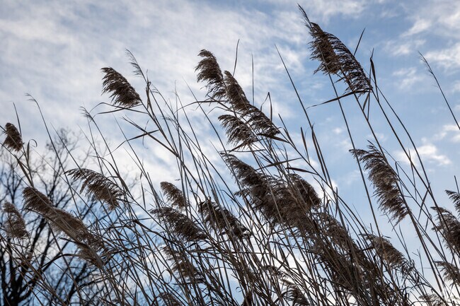 Native marsh grass grows across Rossville's low-lying lands.