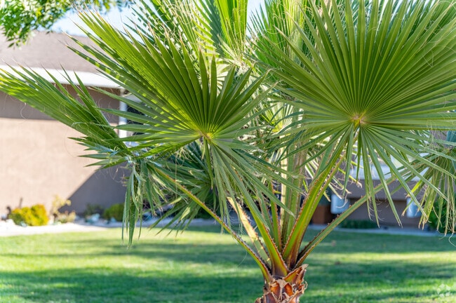 There are many types of palms found in the Wright neighborhood.