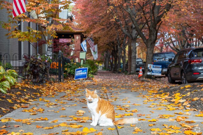 Locals never know who they'll meet on the streets of Outer Campbell.