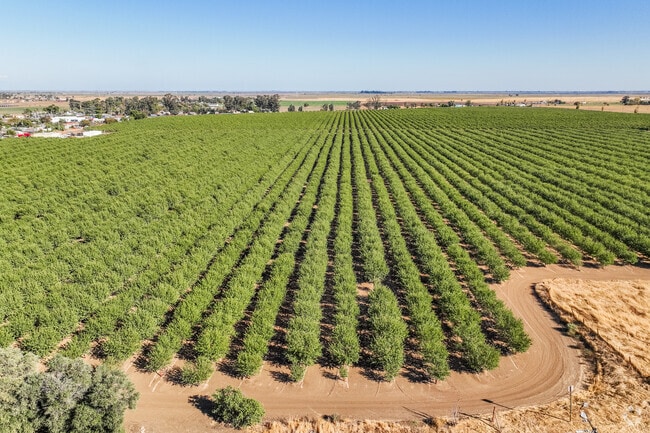 Fruit trees thrive as a major crop in East Contra Costa’s agricultural lands.