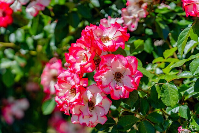Colorful flowers bloom in yards of Sunset Creekside homes.