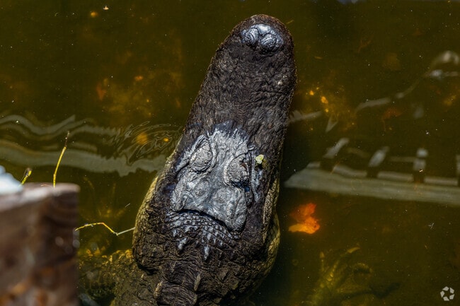 Sawgrass Lake Park spans 400 acres of marshland with boardwalk trails.