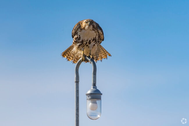 Cooper's hawks are often seen soaring over Firestone, adding to the town's wildlife.
