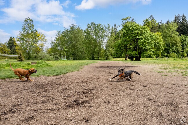 Dogs run at Chimney Park, just behind Pier Park, in St. Johns.