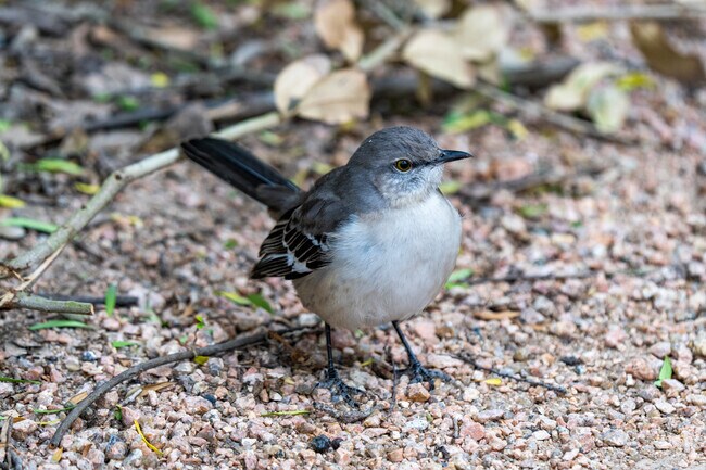 The Rio Grande Valley, of which Edinburg lies, is a popular destination for birding.