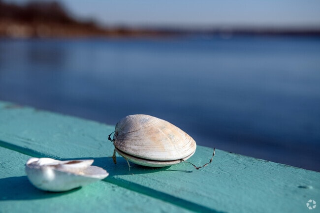 Quahog shells are a common find on the beaches of Prudence Island, one of these is complete.
