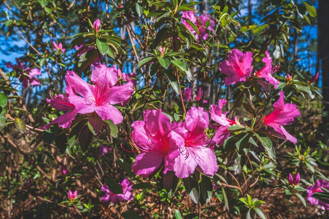 Azaleas bloom every Spring around Mobile and the Azalea Neighborhood.