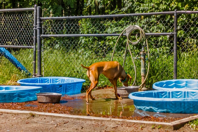 For all four-legged friends, the Grist Mill Dog Park is great for dogs to cool down and play.