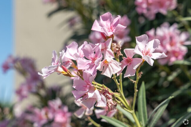 Xeriscape landscaping with blooming flora is common in Mesquite Ranch.