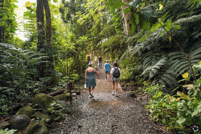 Take a hike through the setting for Jurassic Park at Manoa Falls Trail.