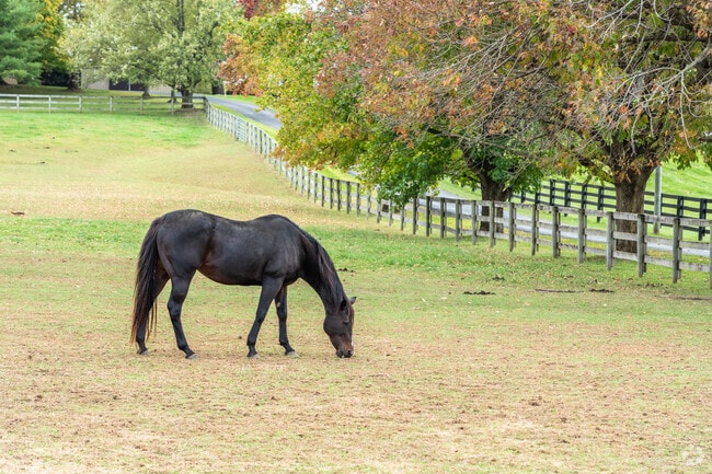 A horse grazes in a pasture near Frances-Stones Crossing.