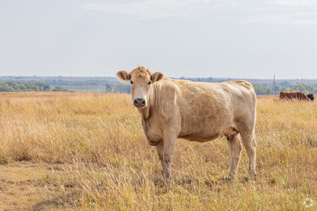 Around Perry, it’s easy to spot adorable farm cows.