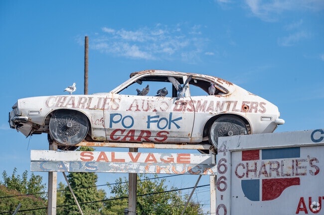 Pigeons found there home in Garden Acres at Charlie's Auto Dismantlers.