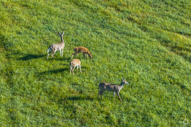 You can find an abundance of wildlife in the open areas near Bozeman Creek.