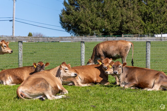 Locals can say hello to the cows after grabbing a treat at Woodside Farms Creamery in Hockessin.
