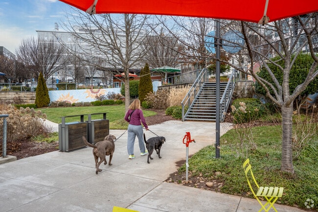 You can enjoy a walk with the dogs through Bailey Park in Downtown Winston-Salem.