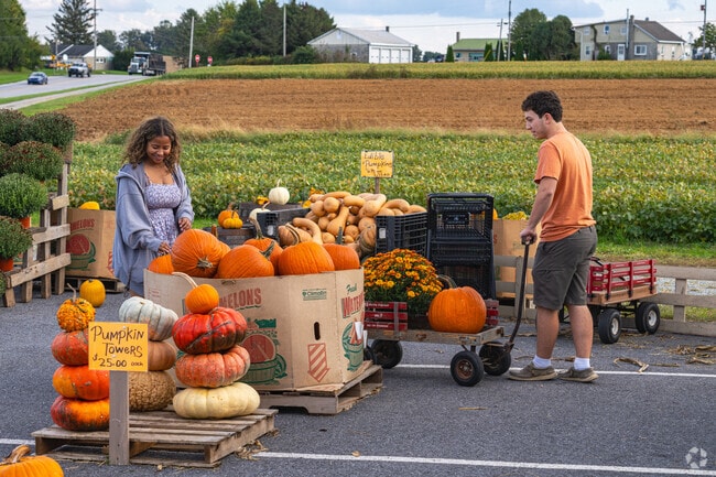 A young couple search for the perfect pumpkin in West Fallowfield Township.