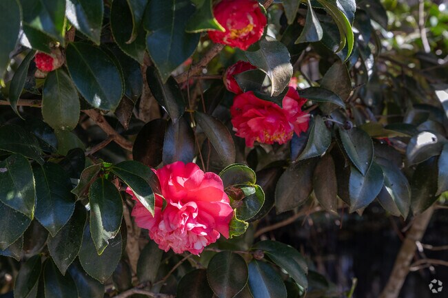 Flowers are bluming in Febuary , with beautiful weather in Waycross Georgis