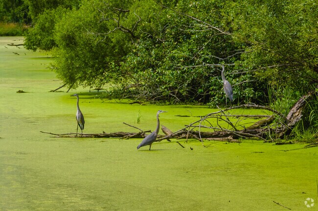 Spot some local wildlife at Deer Grove Forest Preserve in Inverness.