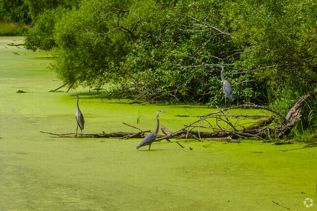 Spot some local wildlife at Deer Grove Forest Preserve in Inverness.