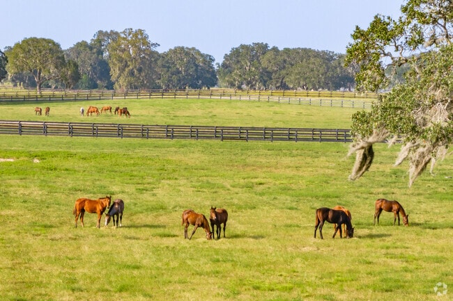 A beautiful scene of a family of horses in Liberty.