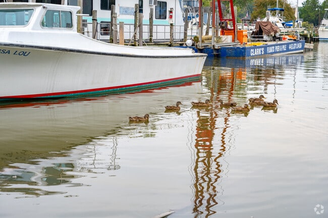 Cruise by on a boat while ducks gently float by on the water in Deale.