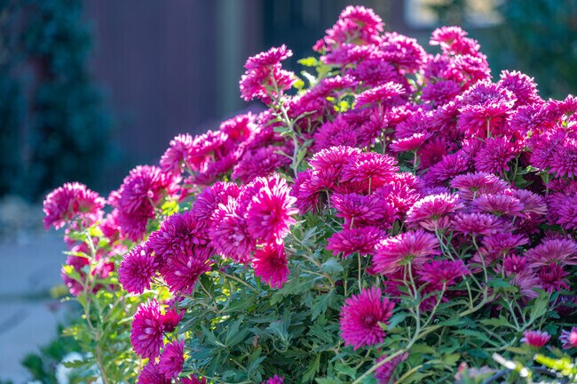 Beautiful landscaping can be found on many of the homes in Willow Springs.