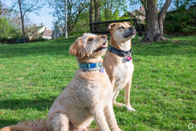 Sav-Mor dogs love to meet up at Gertrude Howes for an afternoon playdate.