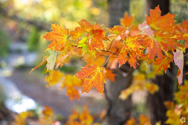 Fall foliage in Danville's Ellis Park is breathtaking.