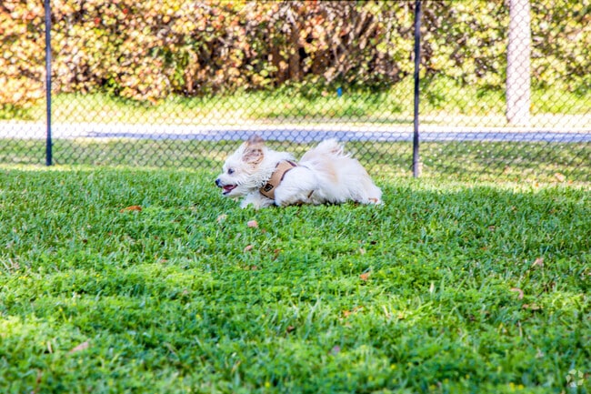 Let your pup run wild in the dog park at Sand Key beach park.