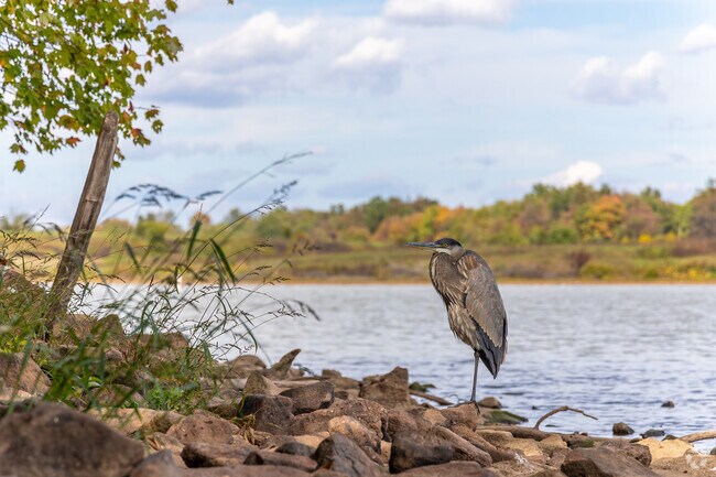 Bird lovers will rejoice in Schaefferstown with the easy access to Middle Creek Wildlife Area.
