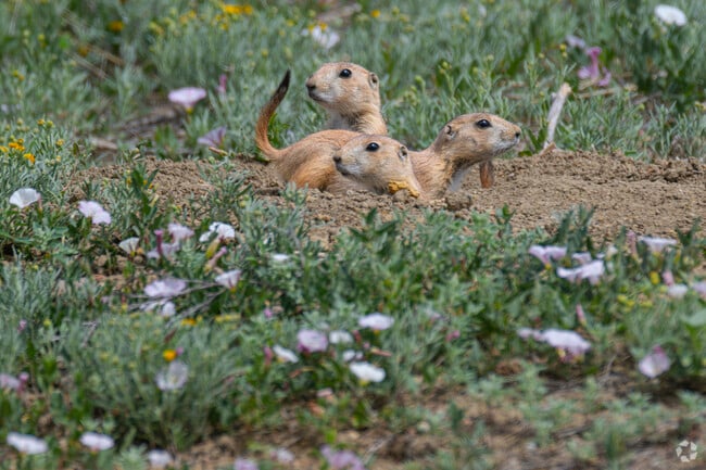 Lewis Pointe’s gentle woodlands and open meadows feel a world away—cattails brushing trail edges, hawks soaring overhead, and the hum of bees weaving through blossoms. Here, the varied terrain nourishes the soul with each peaceful, scenic reveal.