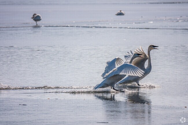 Lots of migratory birds can be seen at the wildlife refuge in the South Loop neighborhood.