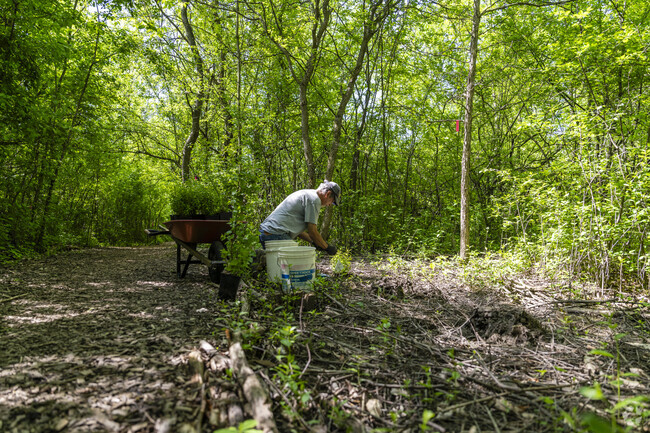 Volunteers from Vernon Downs plant trees in the Dicken Woods Nature Area.