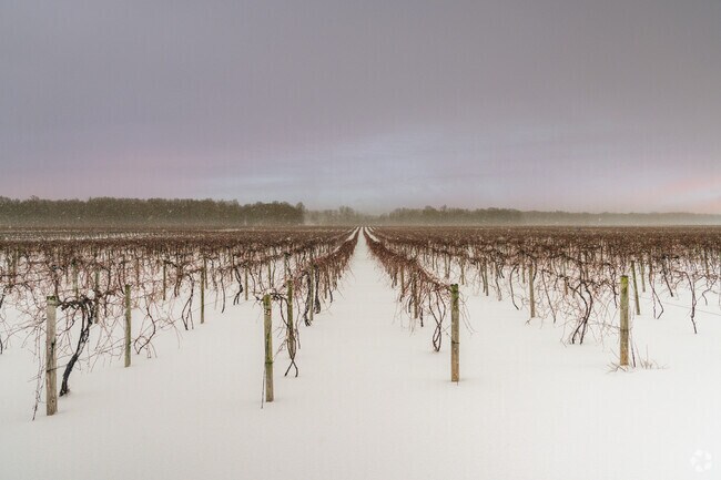 Hanover is known for vineyards surrounding the town, with vines visible year-round.