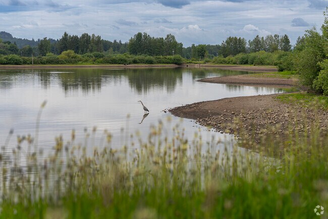 Spot a Great Blue Heron at the Fernhill Wetlands in Forest Grove.