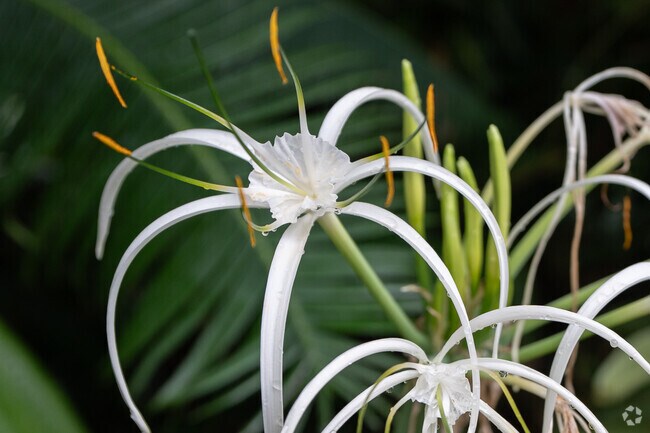 One of the many blooming plants you'll find at the Garfield Park Conservatory..