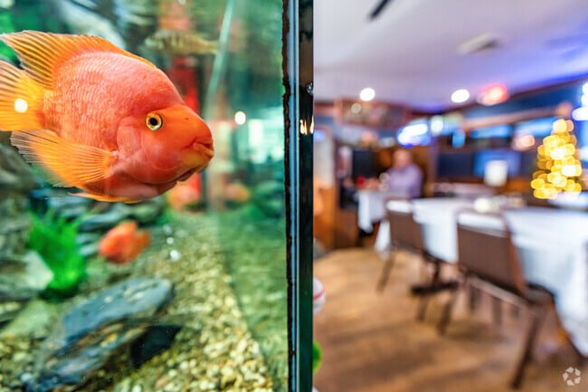This fish at Oley's Pizza enjoys watching the families of Glenwood Park while they dine.