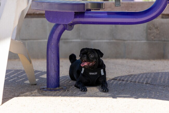 Ivan's Spot Dog Park has plenty of shade for pups of all sizes.