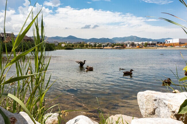Ducks swimming on the water in the South Jordan neighborhood.