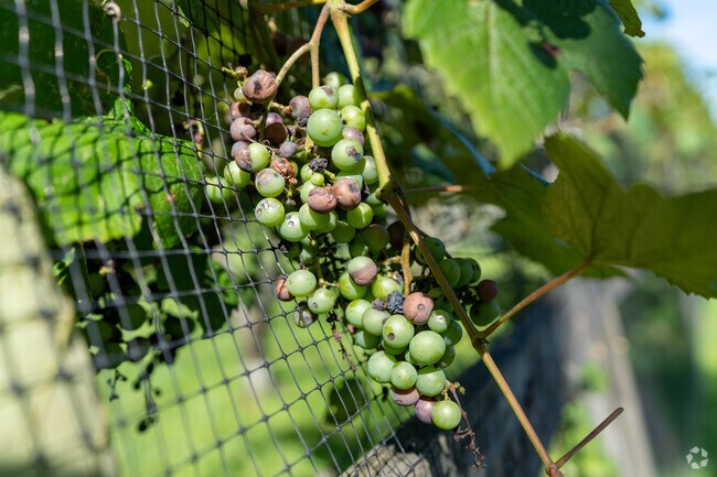 Make some homemade wine  or jam in your backyard with locally grown grapes in Shavertown.