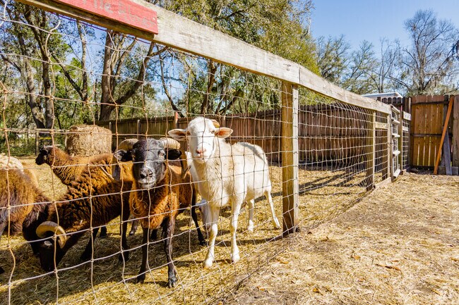 Goats and sheep at the BF Petting Farm.