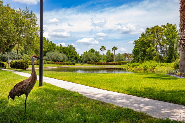 A sandhill crane takes a break in the shade in Live Oak Preserve.