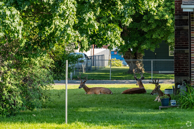 Spot diverse wildlife amidst Southgate Triangle's natural habitat.