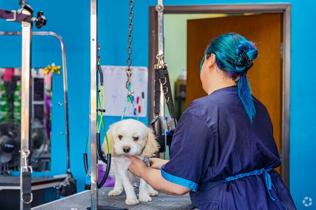 Local pets enjoy quality grooming at Pawsh on 2nd near Oak Brook.