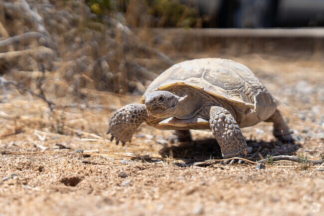 Betty moves along at the Desert Tortoise Research Area near North Edwards.